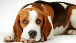 Pes je - kako razumeti, da nam pes pove?